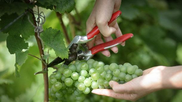Промени относно финансирането на лозаро-винарския сектор за периода 2019 – 2023 година